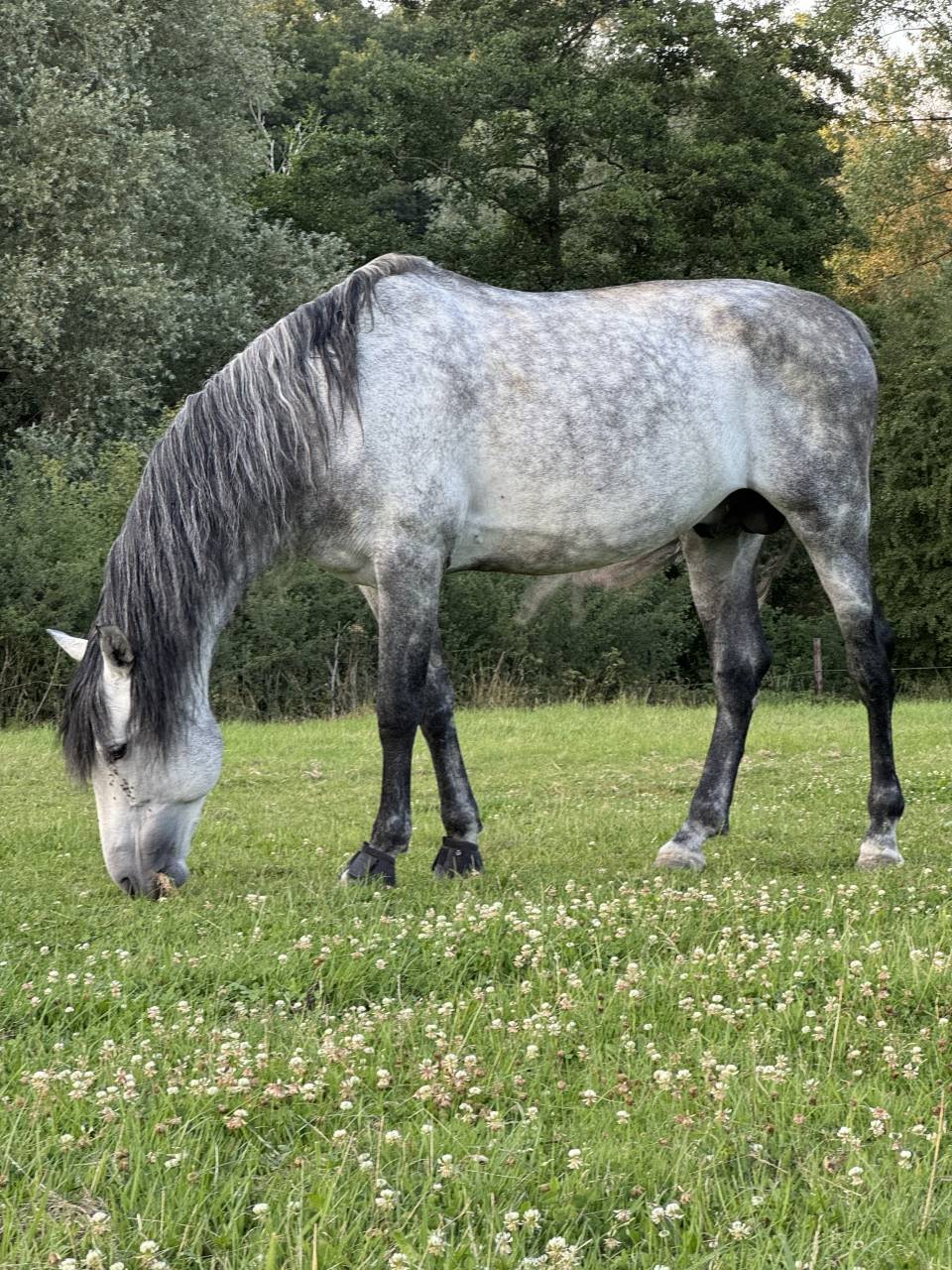 &Eacute;talon PRE - Lozano RAM