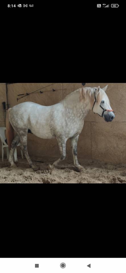 Camargue ONC du 21/04/2020