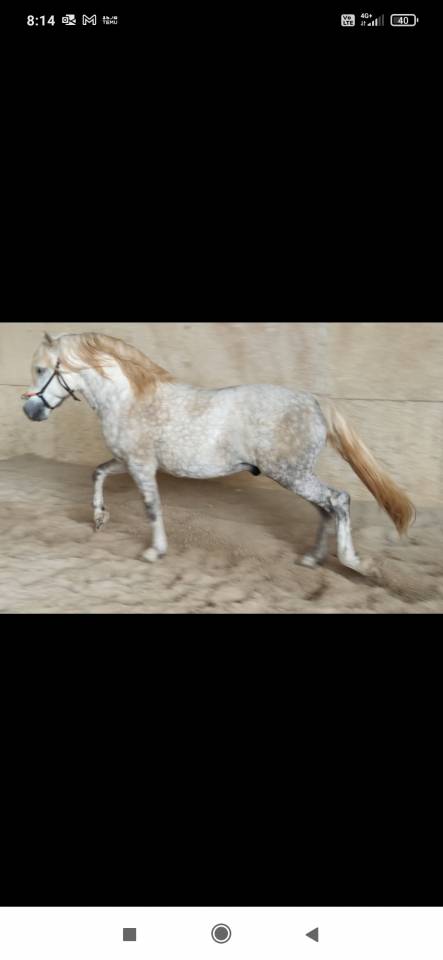 Camargue ONC du 21/04/2020