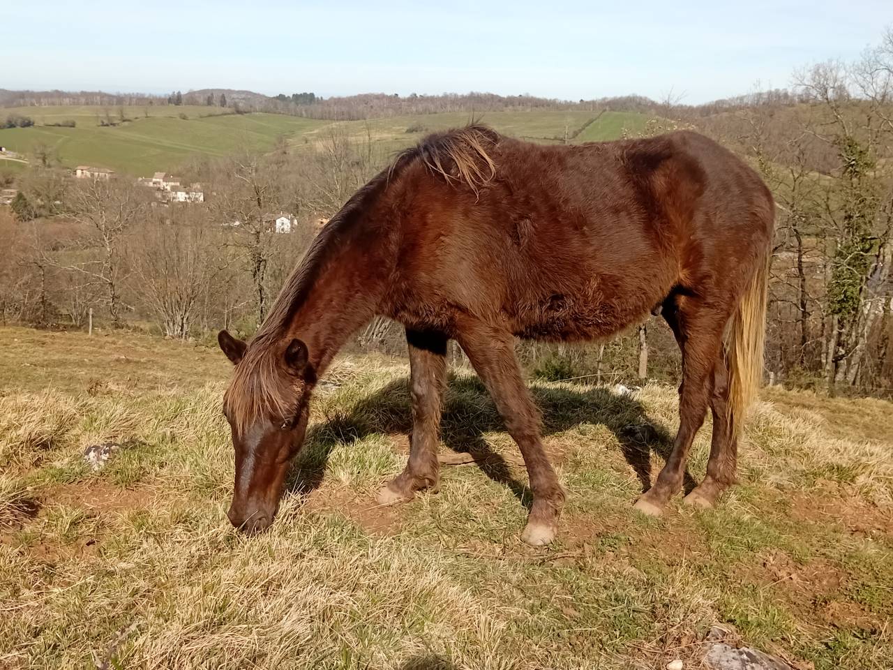 Poulain Kentucky Mountain Saddle Horse &agrave; vendre