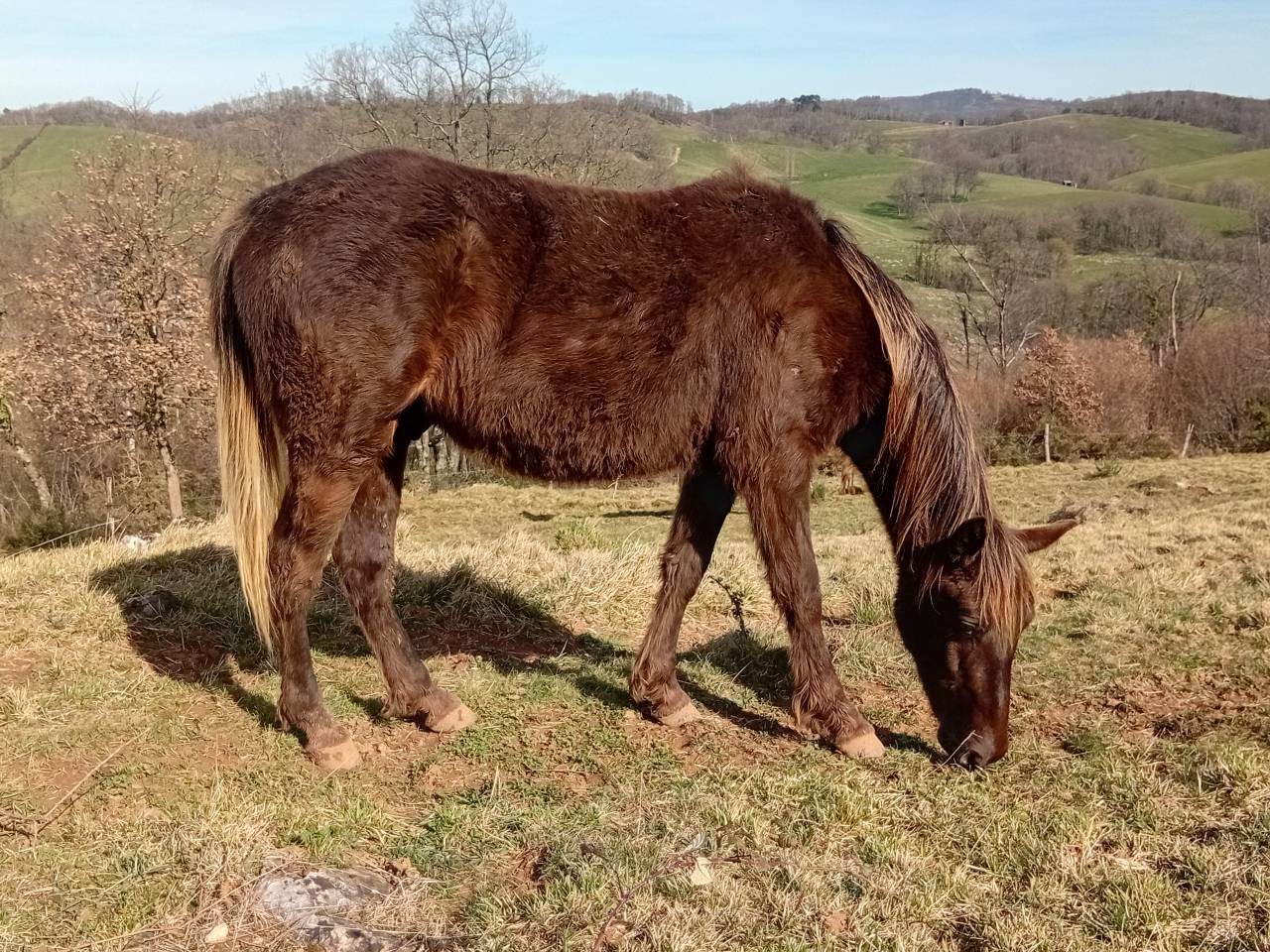 Poulain Kentucky Mountain Saddle Horse &agrave; vendre
