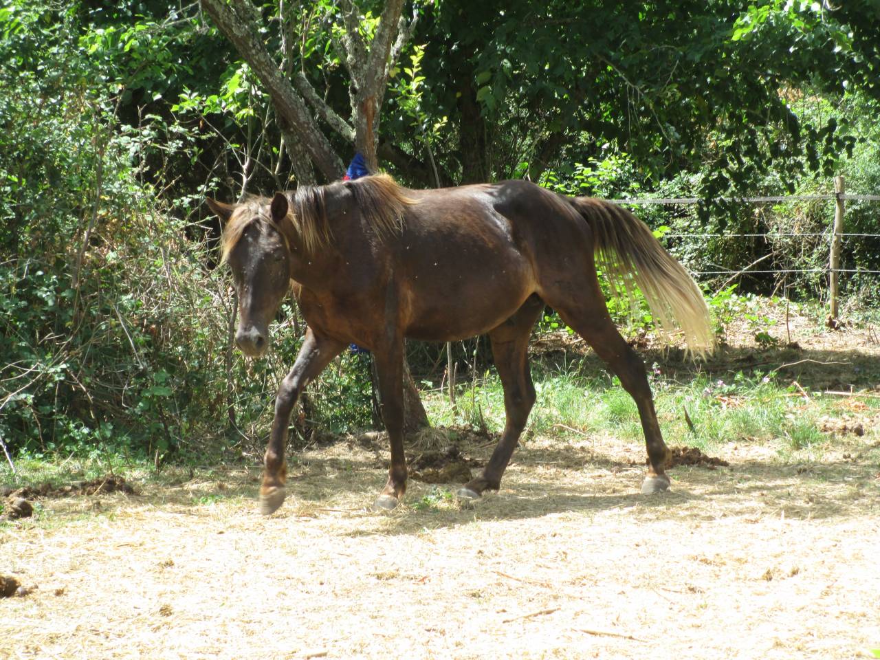 Poulain Kentucky Mountain Saddle Horse &agrave; vendre