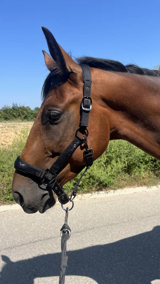 Jeune cheval m&eacute;diation/TAP/compagnie 