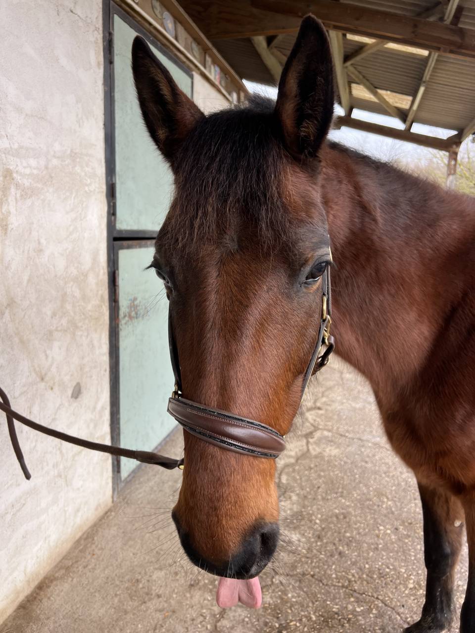 Jeune cheval m&eacute;diation/TAP/compagnie 