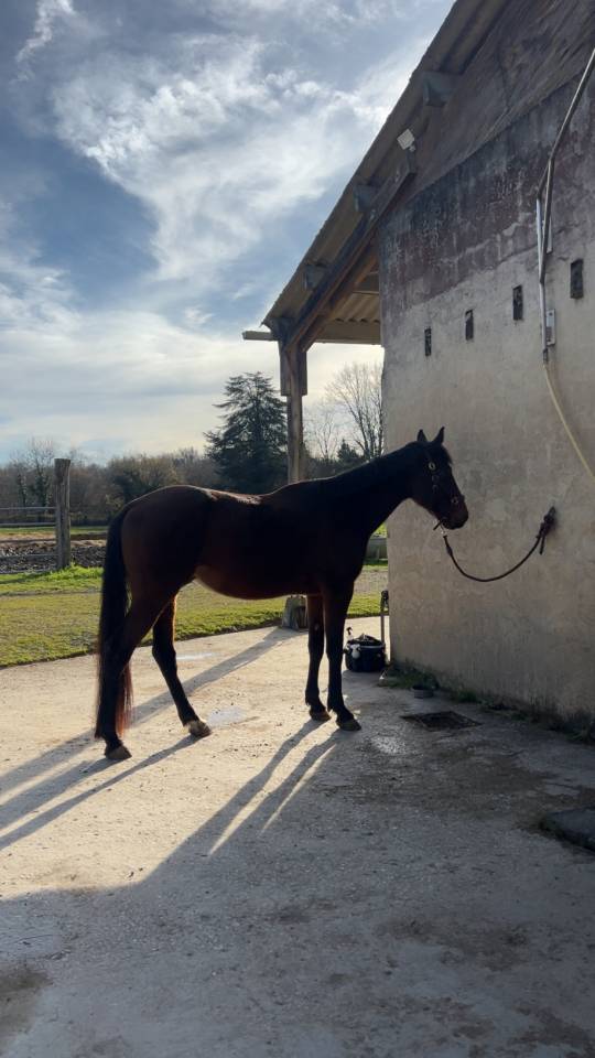 Jeune cheval m&eacute;diation/TAP/compagnie 