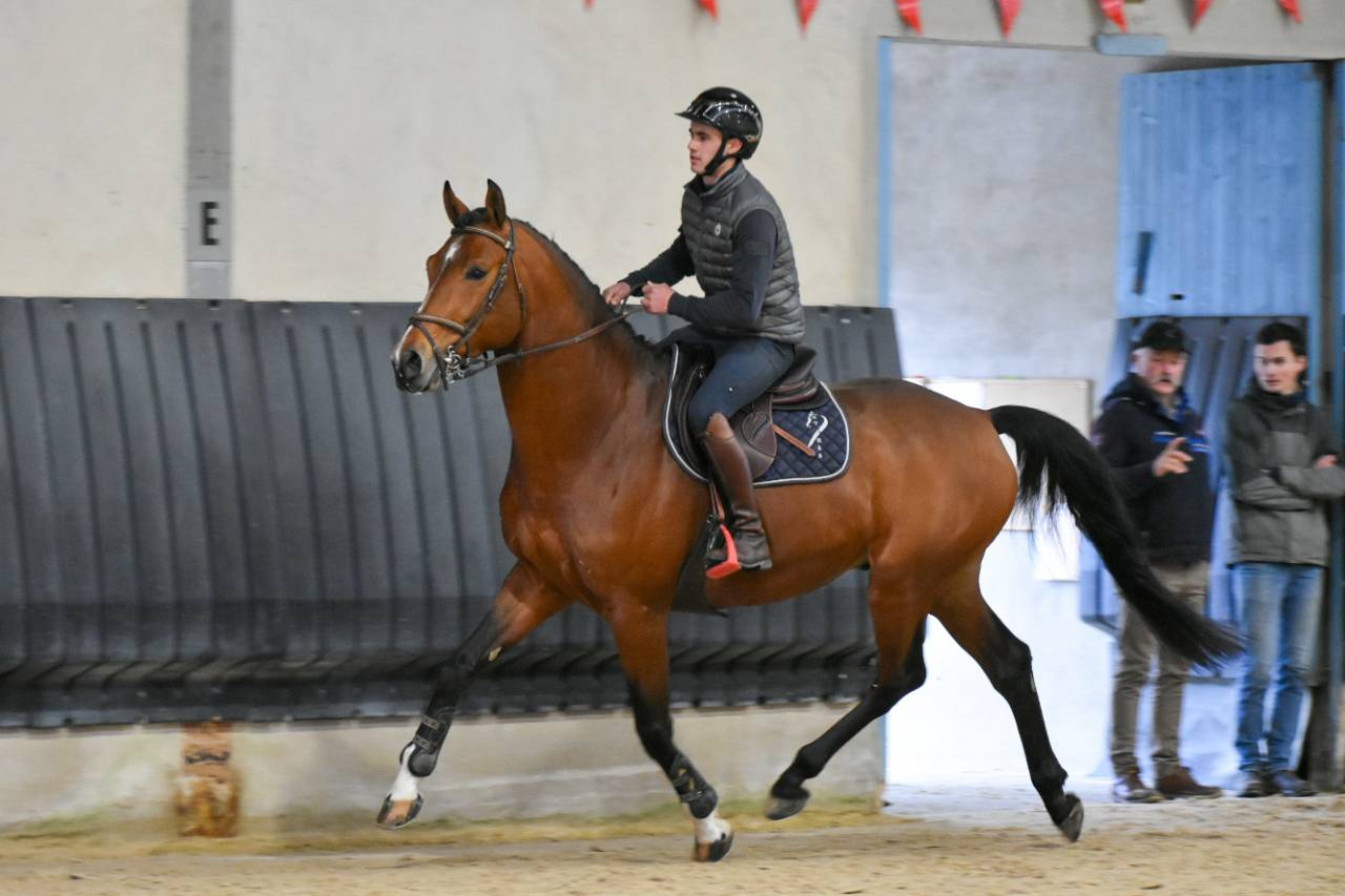 Entier selle fran&ccedil;ais originel