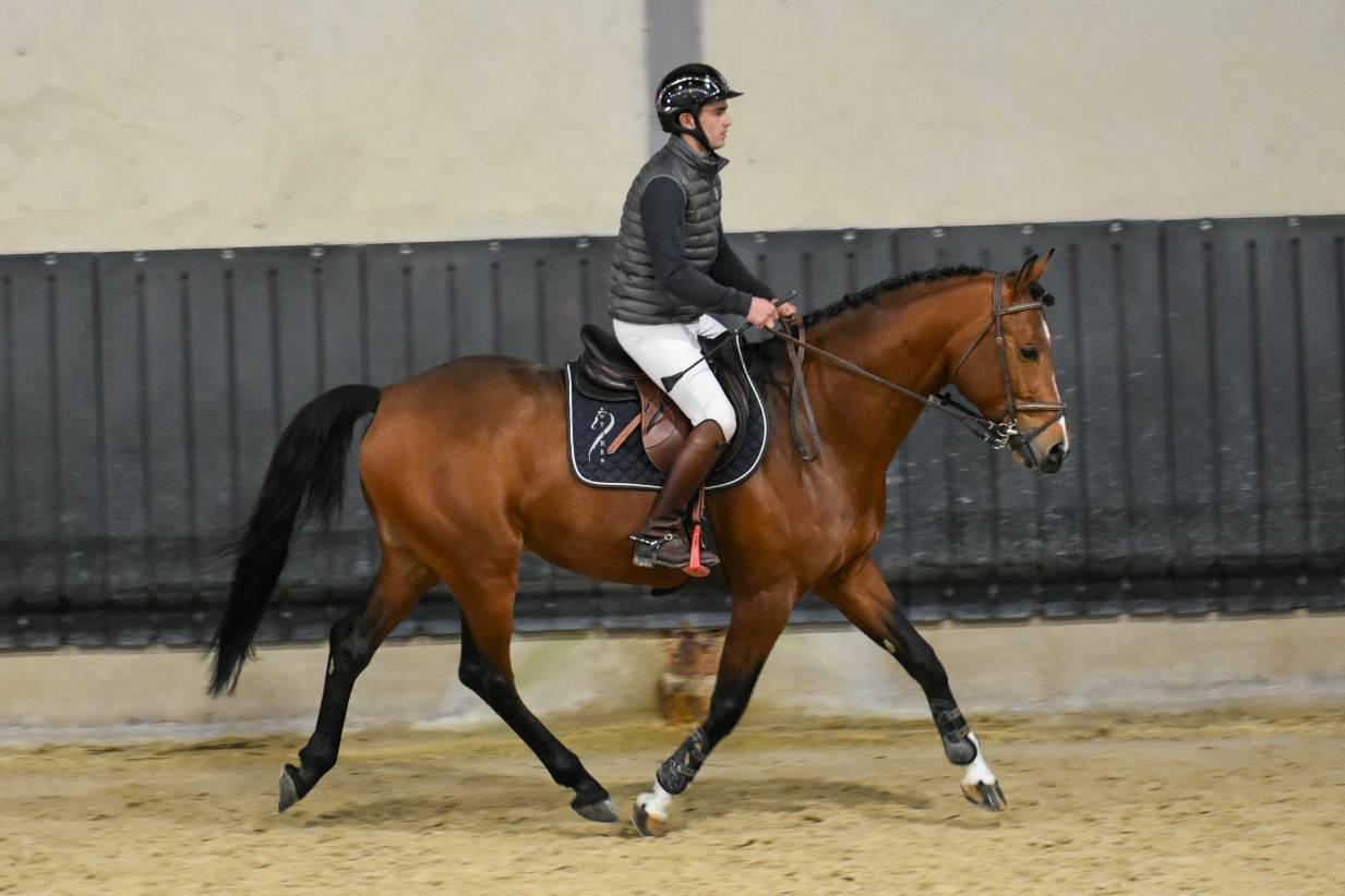 Entier selle fran&ccedil;ais originel
