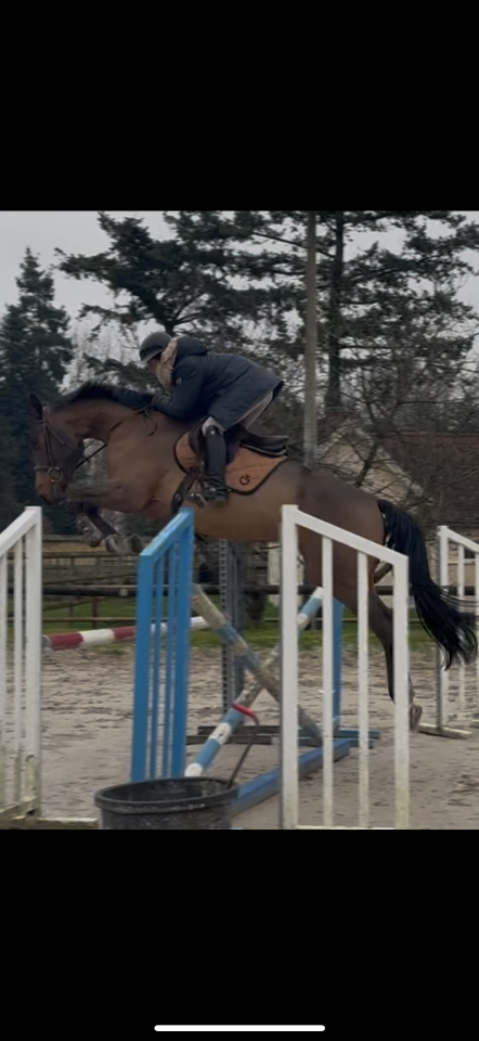 Selle fran&ccedil;ais 4 ans 