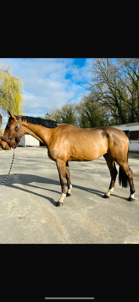 Selle fran&ccedil;ais 4 ans 