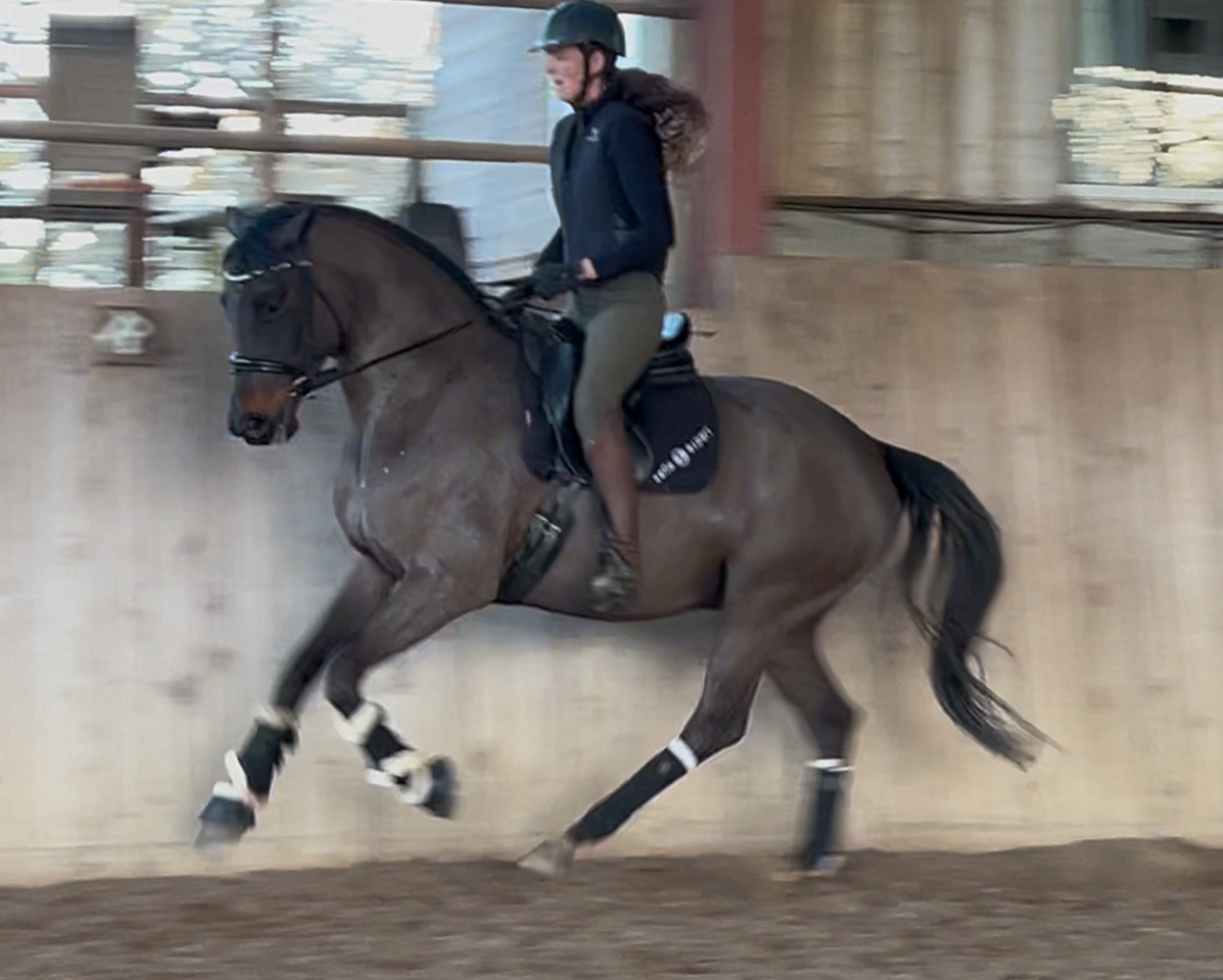 Top qualit&eacute; hongre Hanovrien de 5 ans