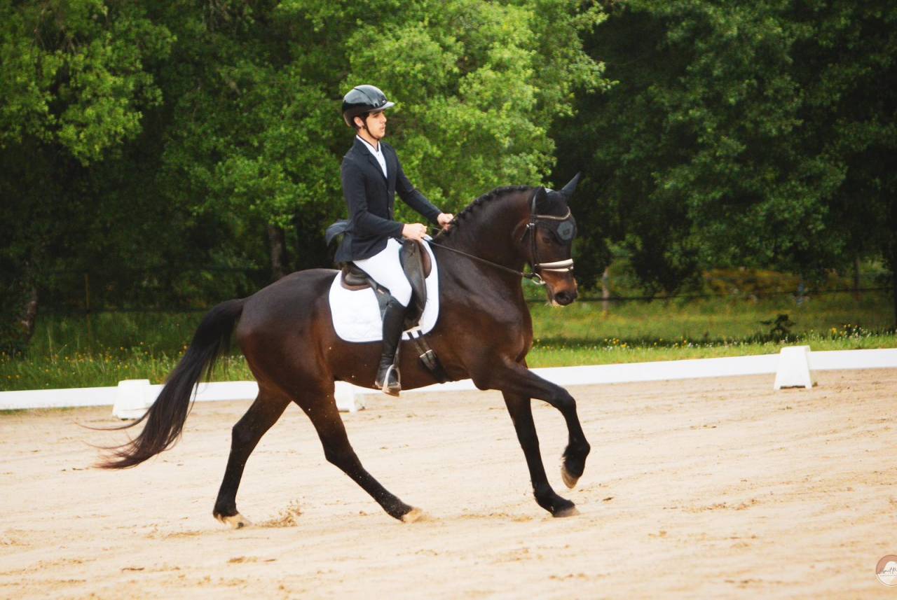 Top qualit&eacute; hongre Hanovrien de 5 ans