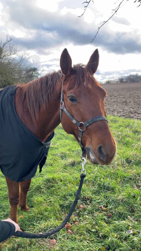 Cheval - TF - env.1M57 - hongre - 7 ans