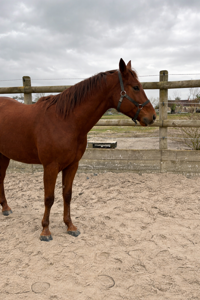 Cheval - TF - env.1M57 - hongre - 7 ans