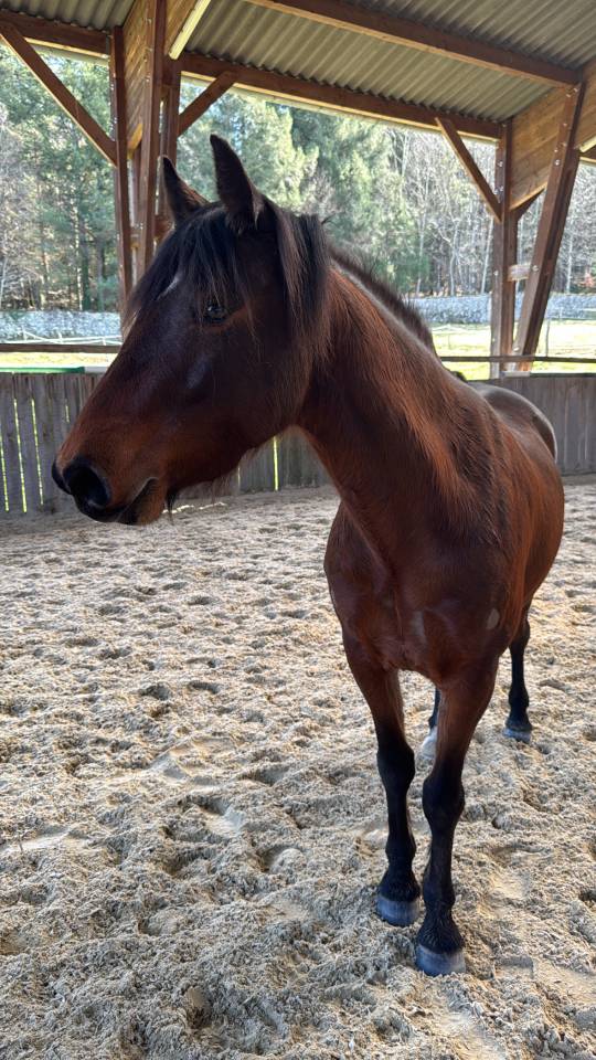 Jument PFS 4 ans bonne g&eacute;n&eacute;tique