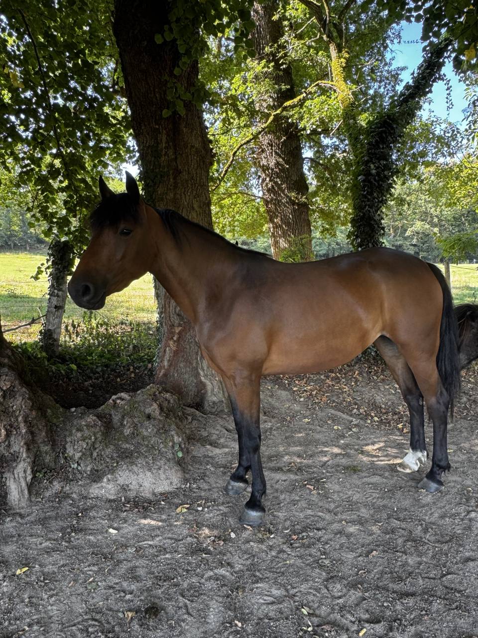 Jument PFS 4 ans bonne g&eacute;n&eacute;tique