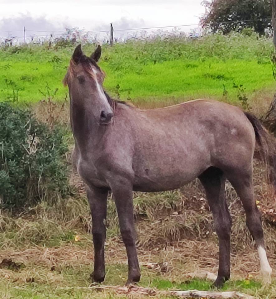 Ola coquine Coco CL pouliche SF de 2 ans grise