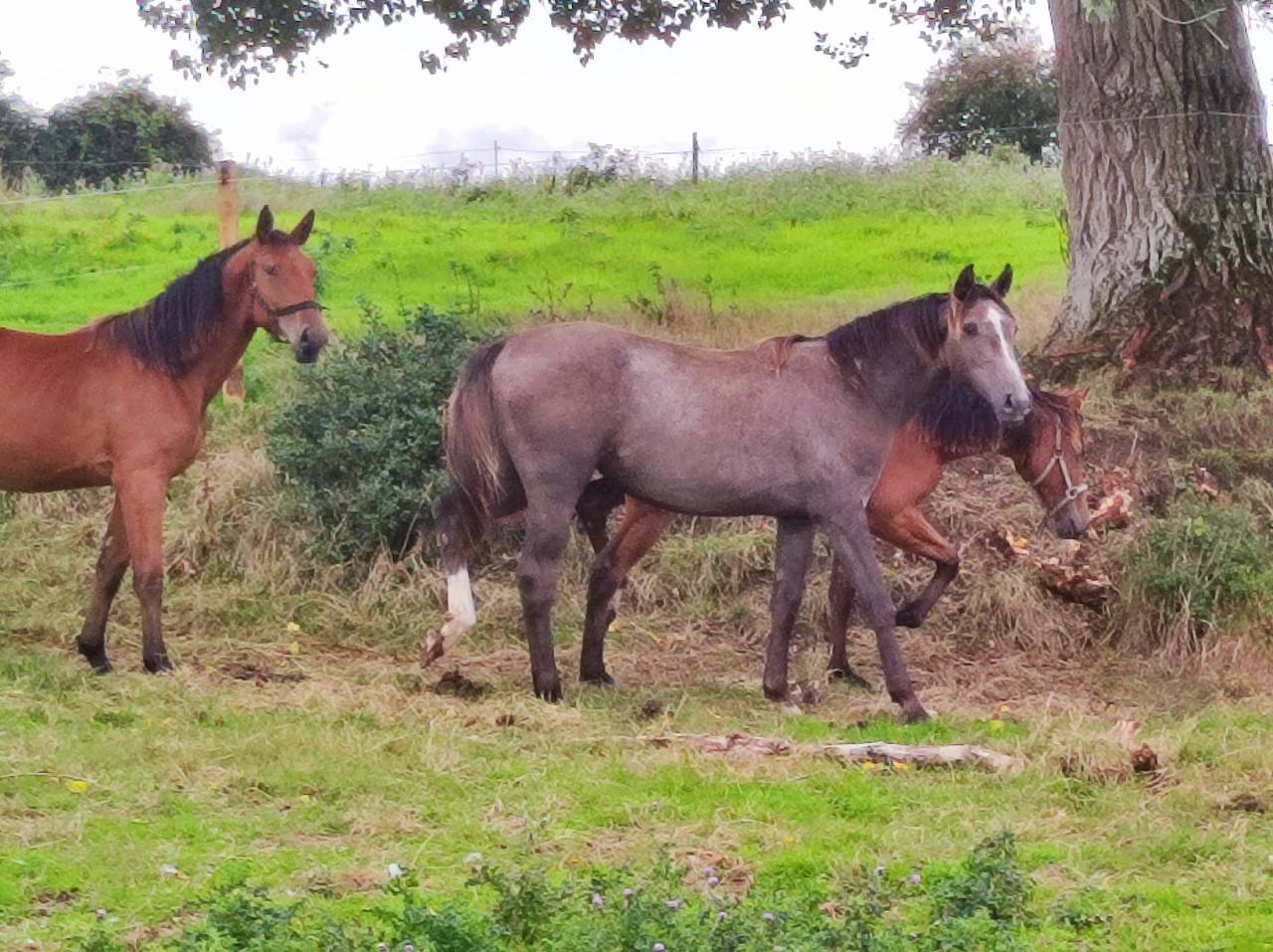 Ola coquine Coco CL pouliche SF de 2 ans grise