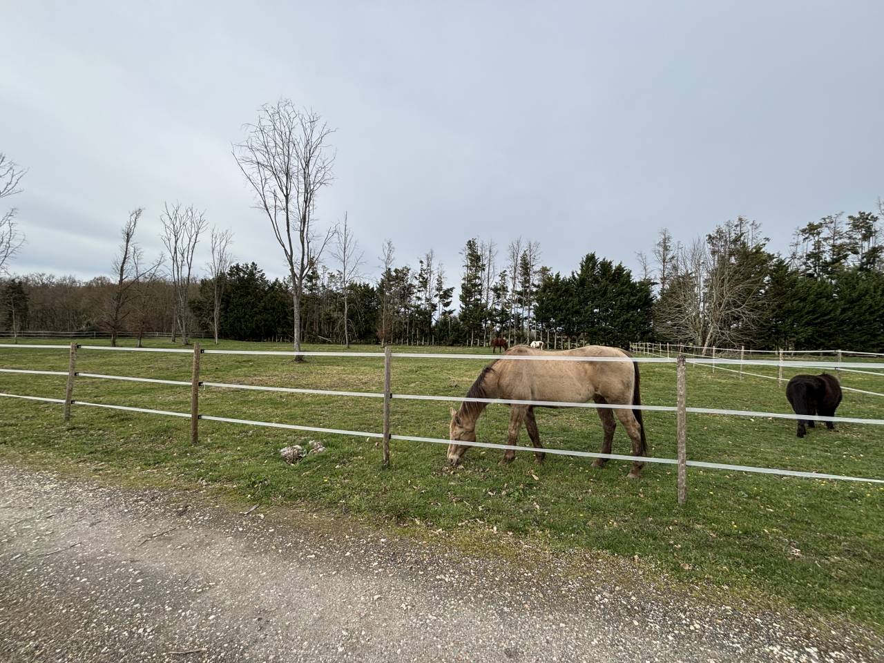 Pension cheval &agrave; Vimory (45700)