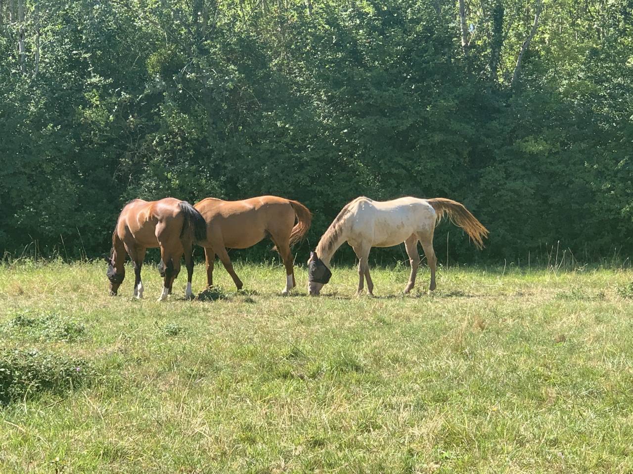 Pension cheval &agrave; Vimory (45700)