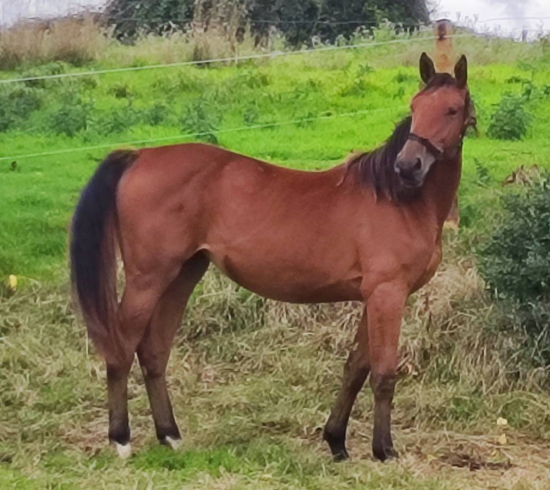 Orgueilleuse coco cl SF 2 ans par Dollar du rouet 