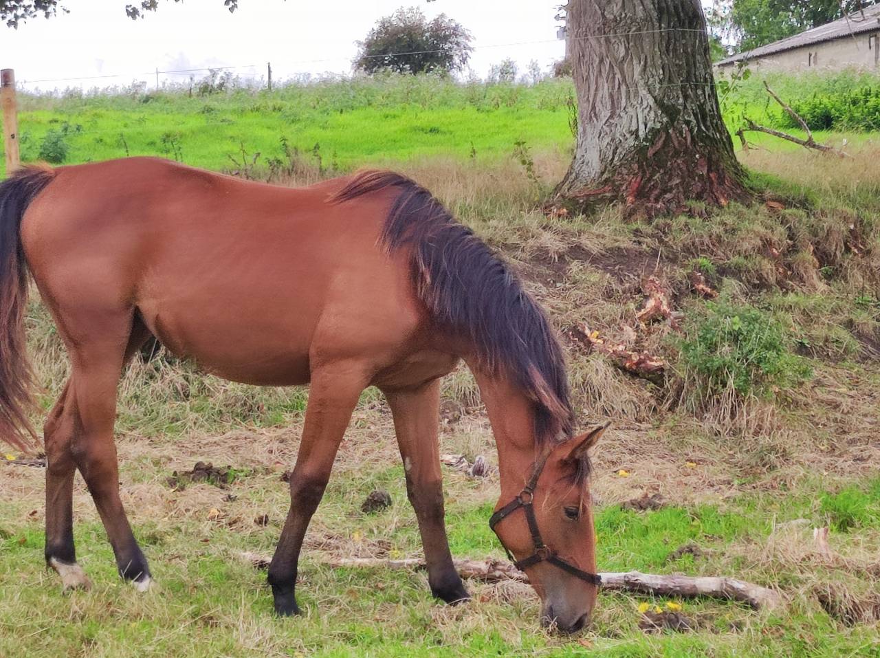 Orgueilleuse coco cl SF 2 ans par Dollar du rouet 