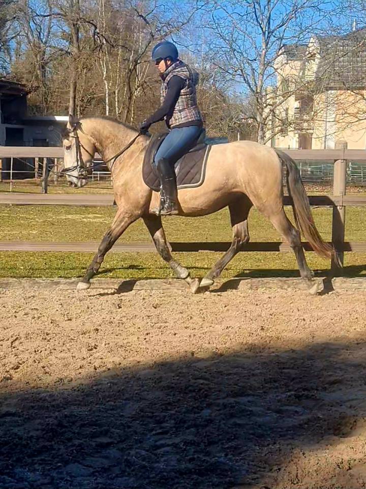 Hongre pur sang lusitanien 