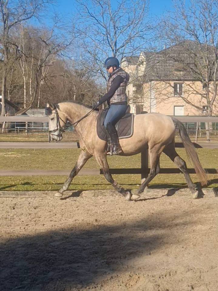 Hongre pur sang lusitanien 