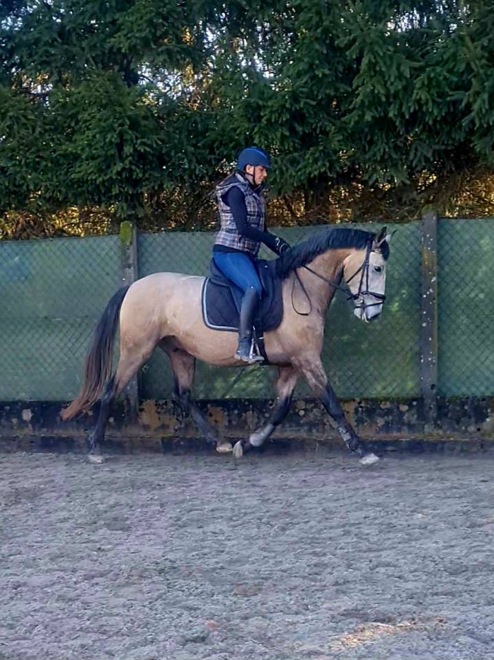 Hongre pur sang lusitanien 