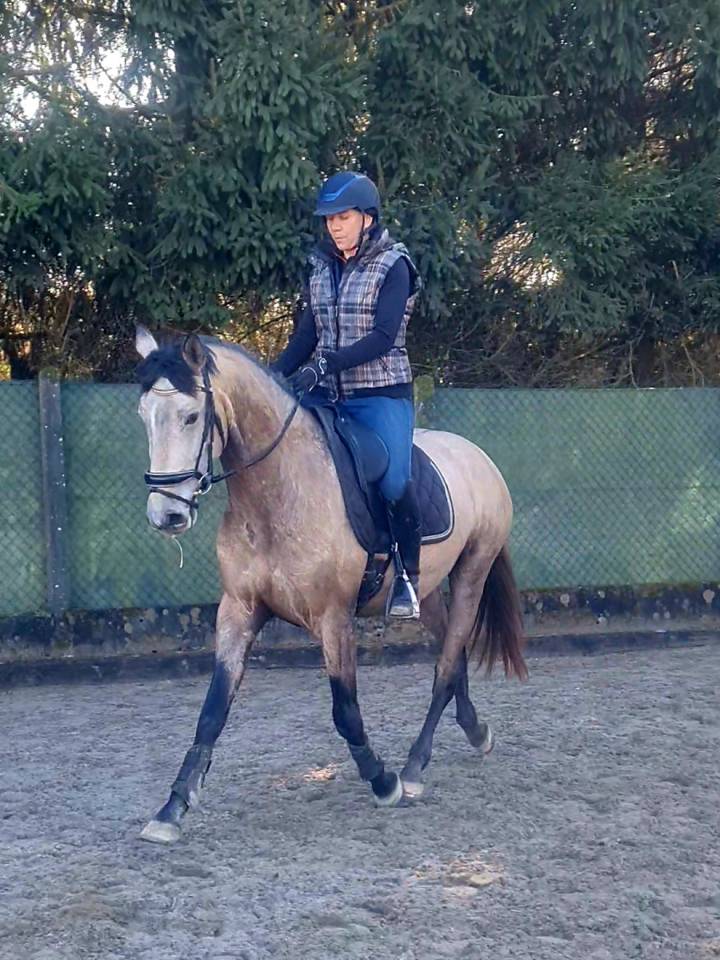 Hongre pur sang lusitanien 