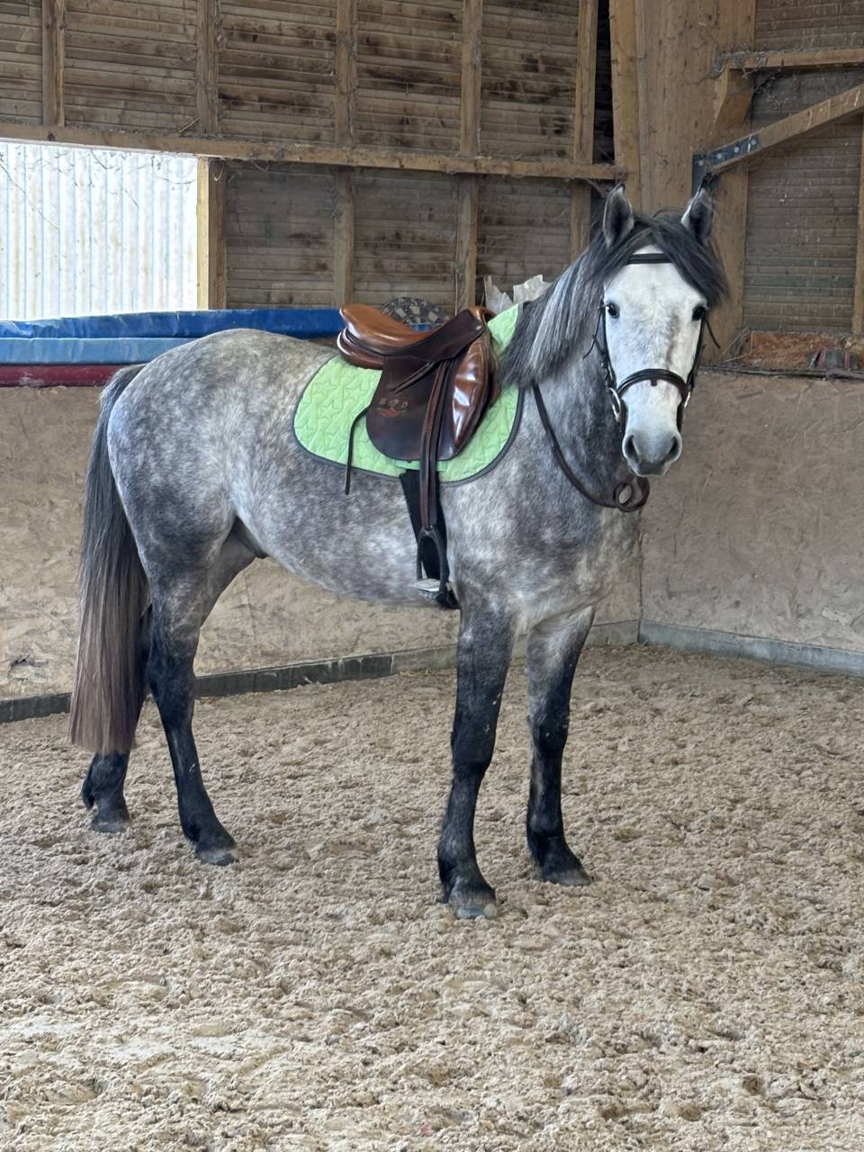 Poney de sport , hongre, 4 ans 