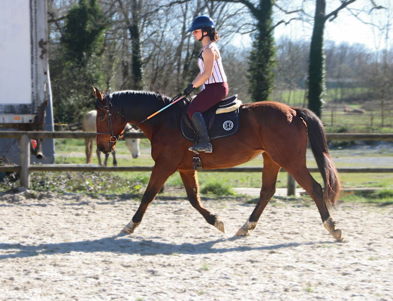 Cheval Selle Fran&ccedil;ais