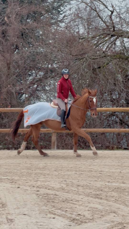 &Agrave; VENDRE : cheval de 13 ans