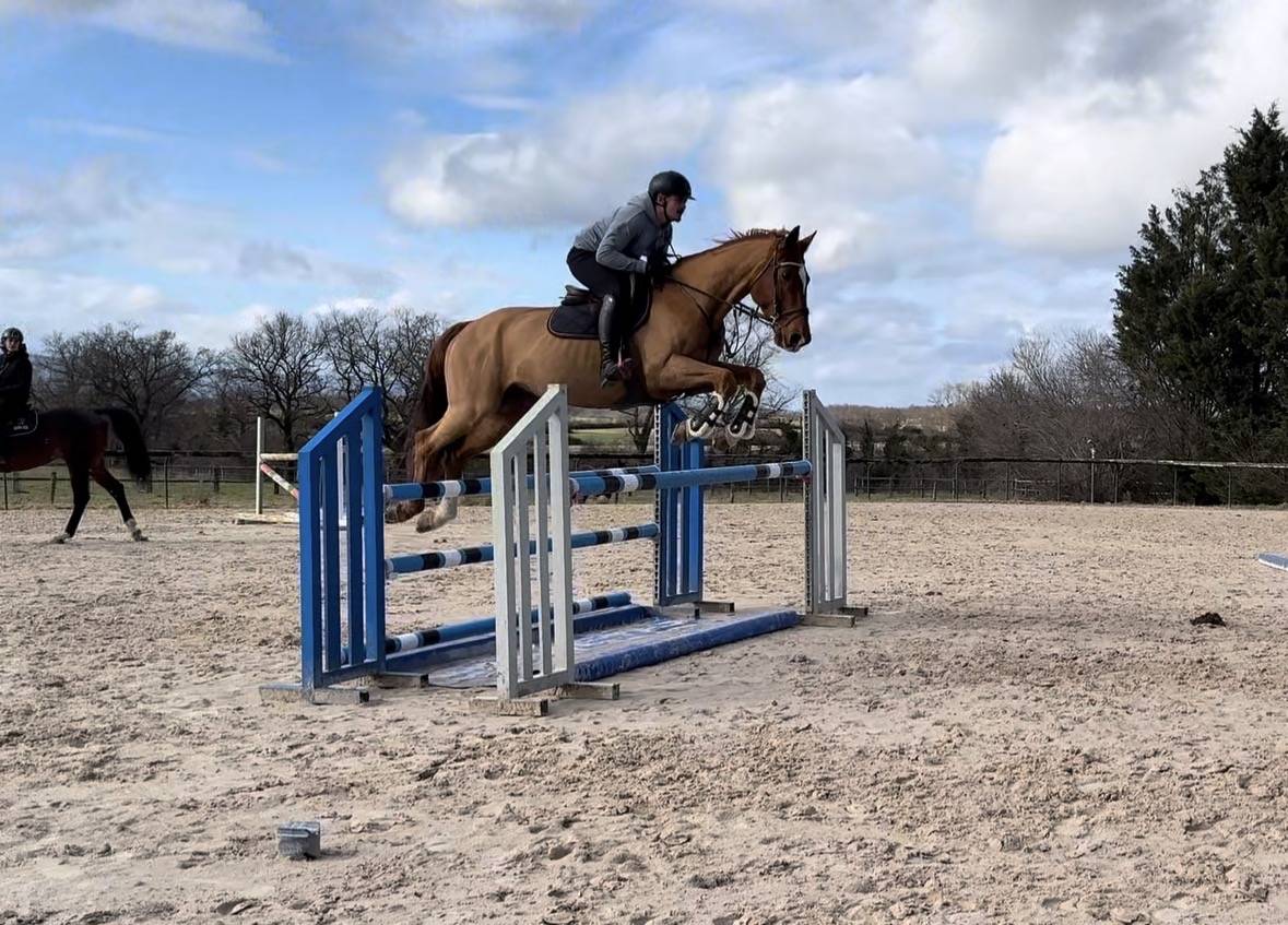 &Agrave; VENDRE : cheval de 13 ans