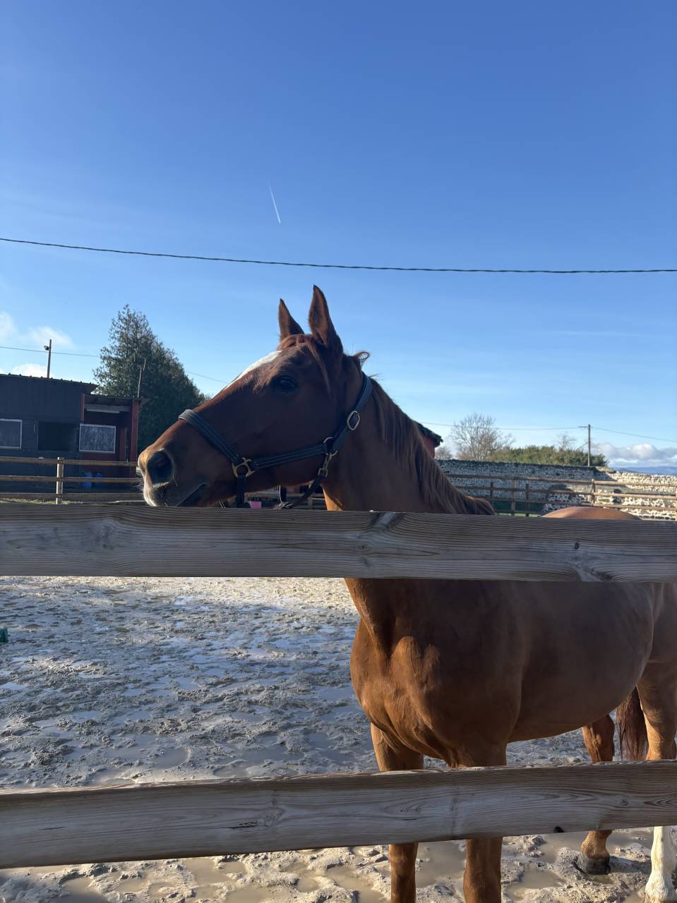 &Agrave; VENDRE : cheval de 13 ans