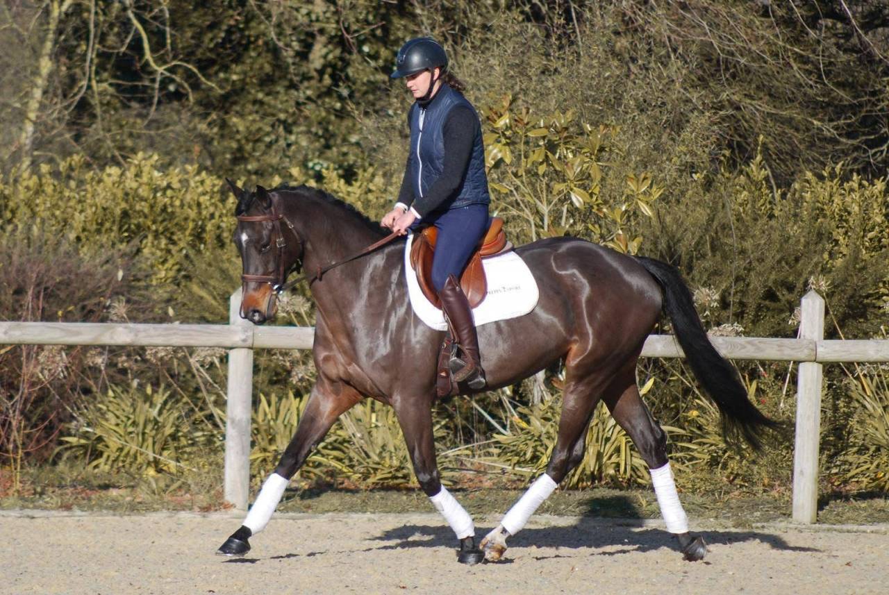 Chic jument 5 ans, Grandorado TN