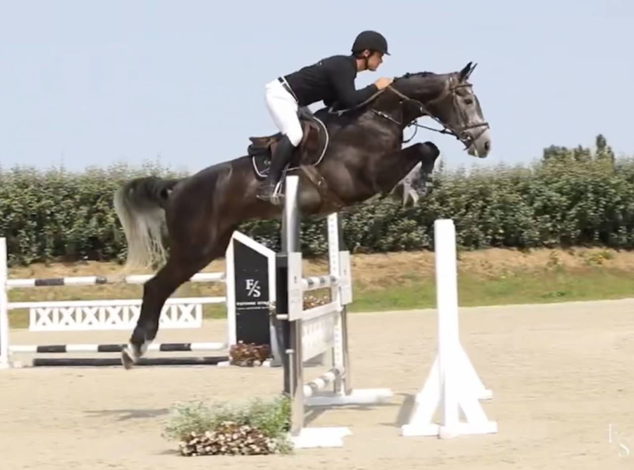 Hongre de 7 ans gros moyen 