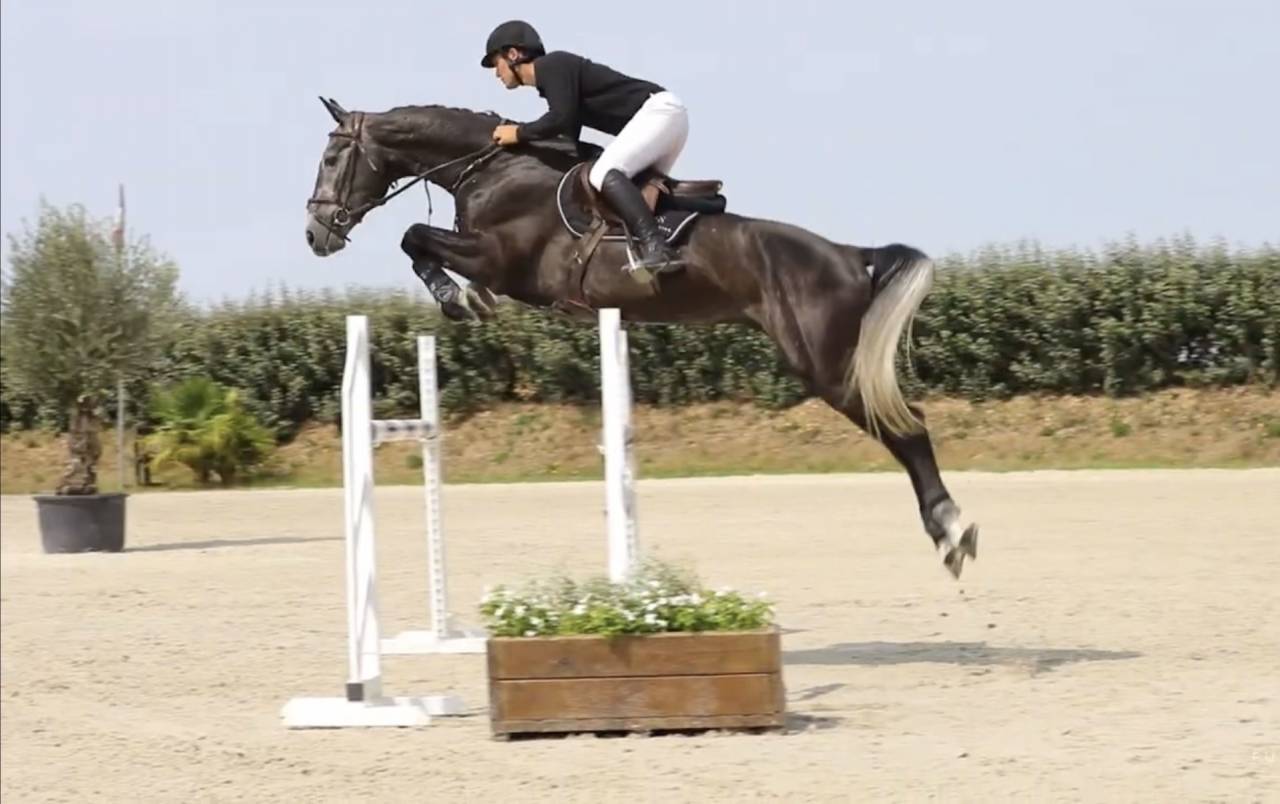 Hongre de 7 ans gros moyen 