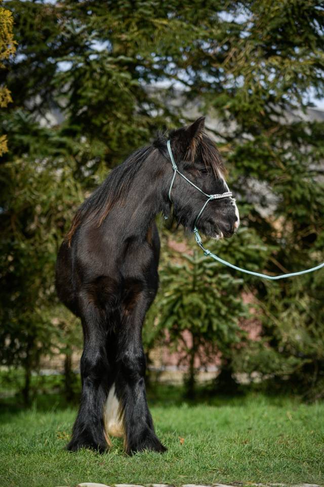 POULAINS IRISH COB MINI TARIF 