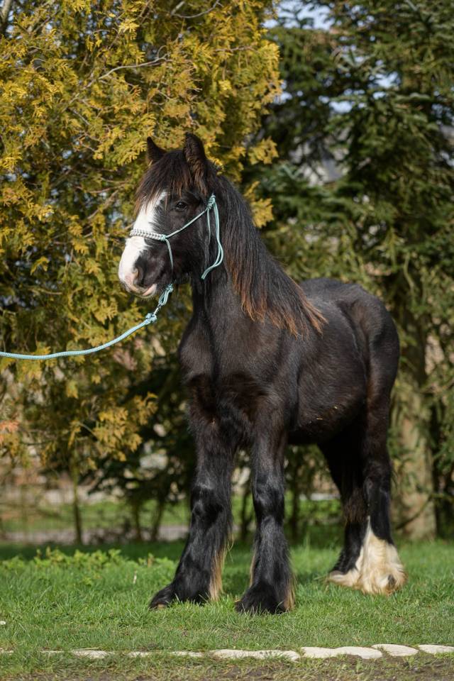 POULAINS IRISH COB MINI TARIF 
