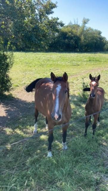 confie jument de 20 ans par Kaschmir van schutteshof