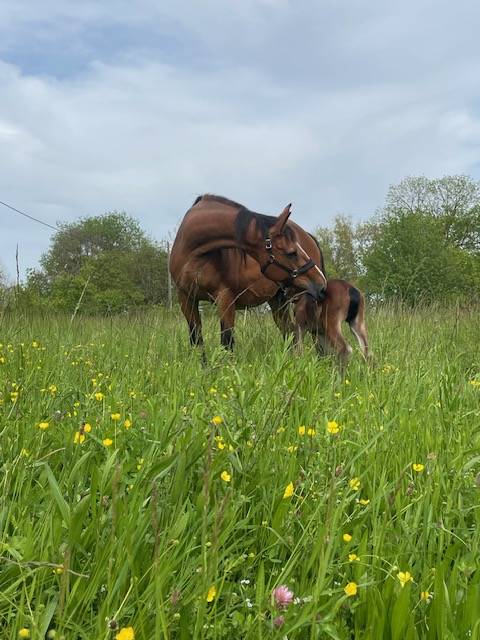 confie jument de 20 ans par Kaschmir van schutteshof