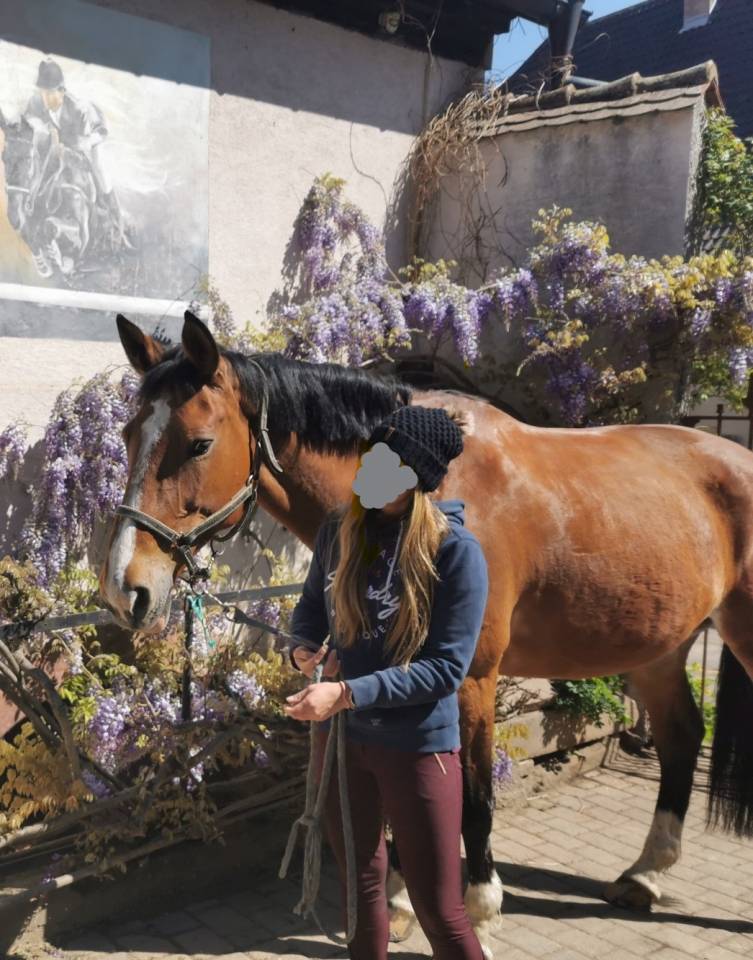 confie jument de 20 ans par Kaschmir van schutteshof