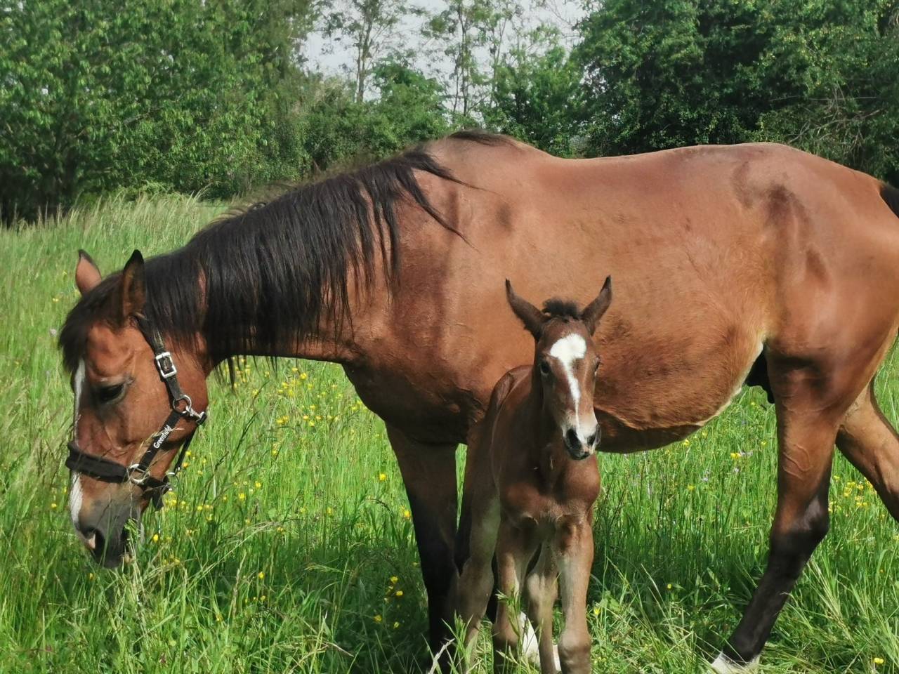 confie jument de 20 ans par Kaschmir van schutteshof