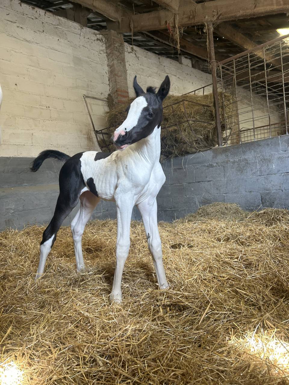 Pouliche pie noire SBS