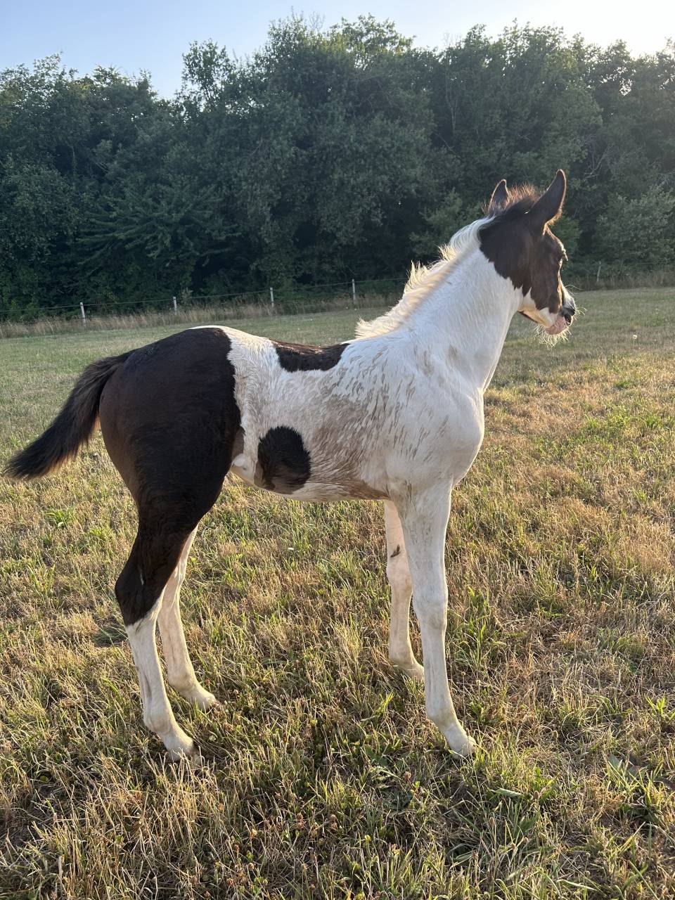 Pouliche pie noire SBS