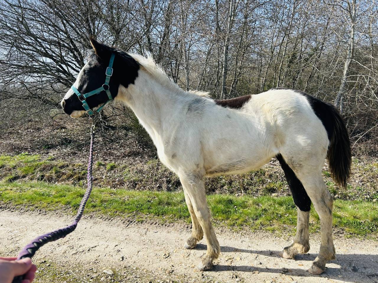 Pouliche pie noire SBS