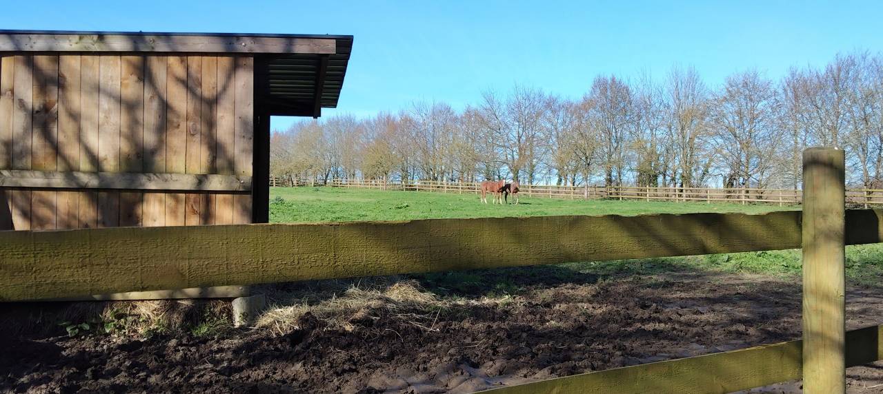 Pension chevaux pr&eacute; ou pr&eacute;/boxe