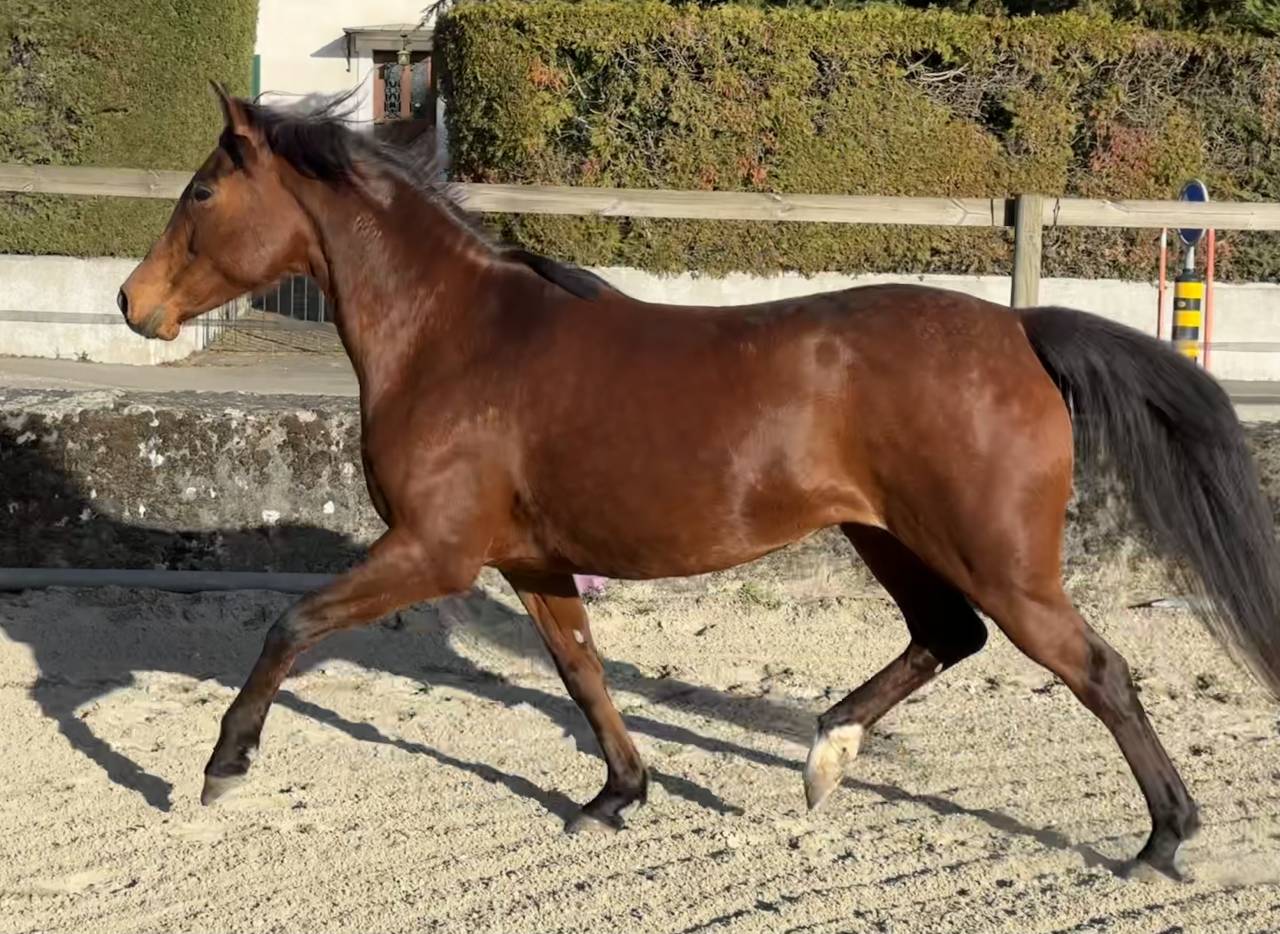 Jument pp 2019 pour sport ou reproduction 