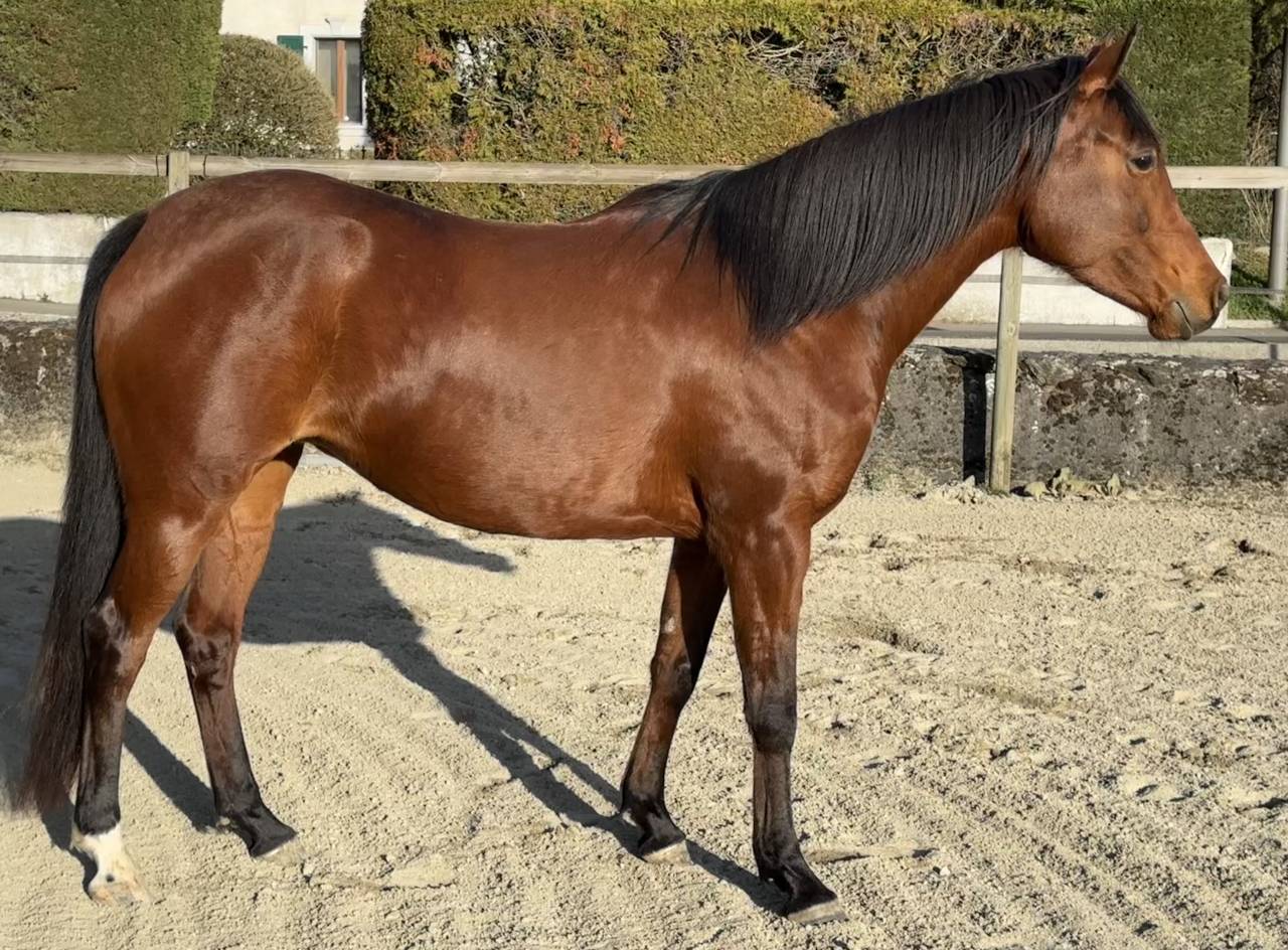 Jument pp 2019 pour sport ou reproduction 