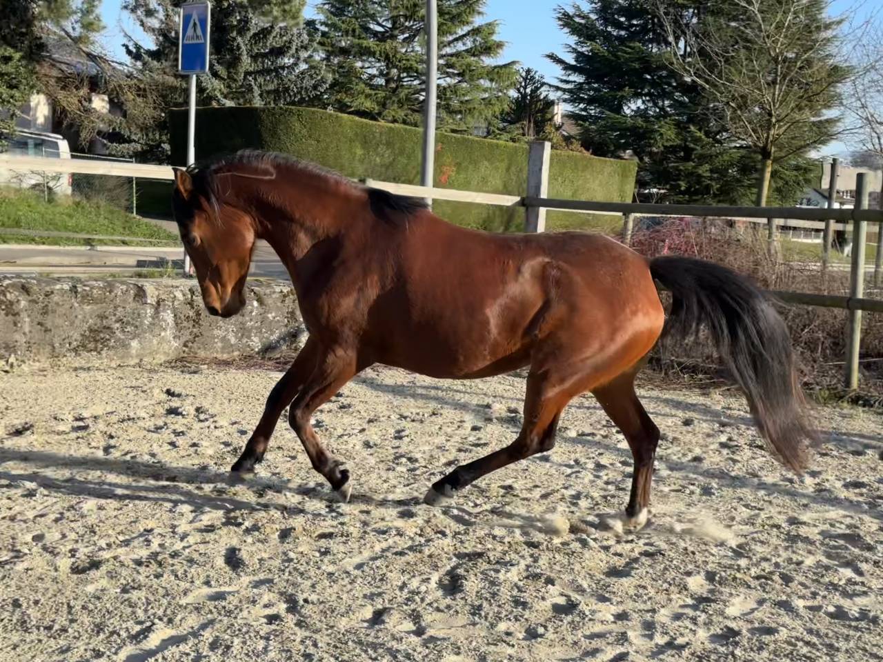 Jument pp 2019 pour sport ou reproduction 